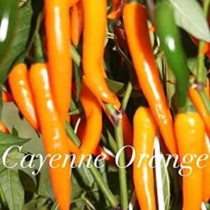 Cayenne orange