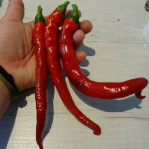 Piment doux long des Landes