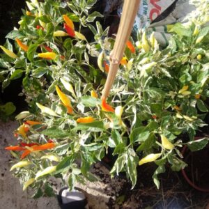 Ufo fluorescent variegated