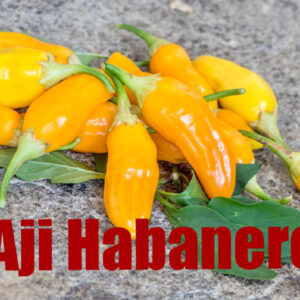 Aji habanero