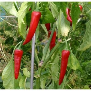 Piment cayenne