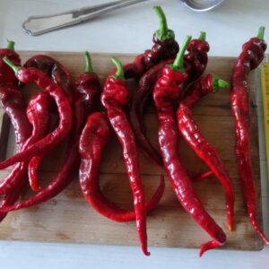 Hangjiao 9 - BIG BANG - space pepper