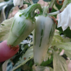 Mattapeno F5