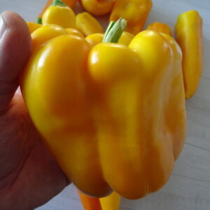 Yellow monster