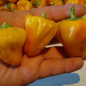 Scotch bonnet