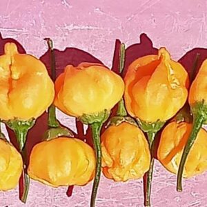 Aji Mango Stumpy