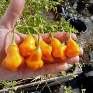 Aji Fantasy Orange