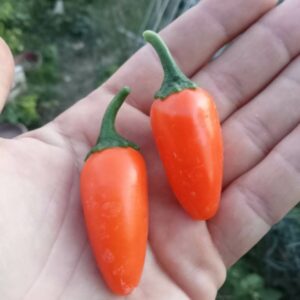 Jalapeno numex orange spice