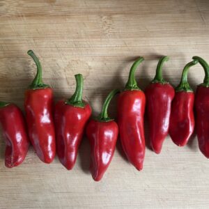 Organic gorria pepper seeds (espelette)