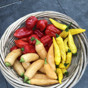 1kg Fresh hot peppers Habanero