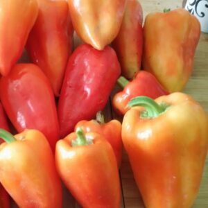 Feher ozon paprika