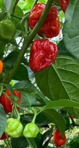PIMENT ANTILLAIS HABANERO