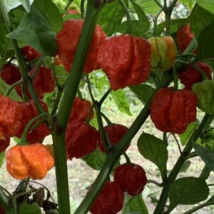 PIMENT CAROLINA REAPER