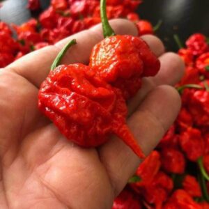 Carolina Reaper