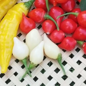 Piment Biquinho White - Isolated seeds.