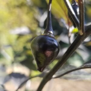Piment Biquinho Black - Isolated seeds.