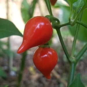 Piment Biquinho Red - Isolated seeds.