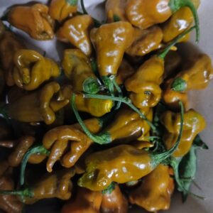 Habanero pointed mustard