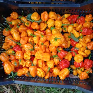 Yellow habanero