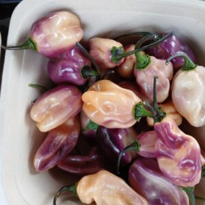 habanero violet