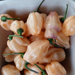 Taj Mahal pepper