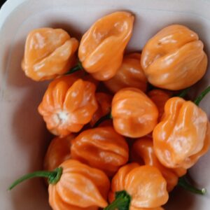 scotch bonnet peach