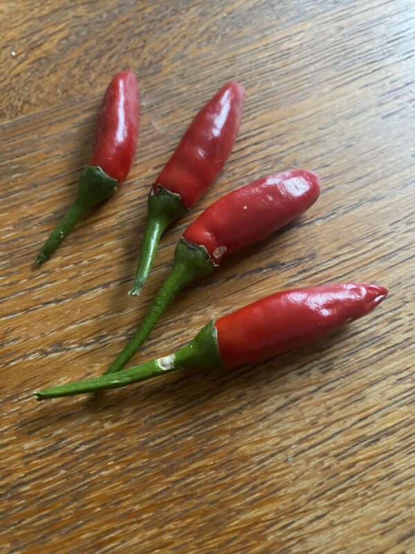 GRAINES DE PIMENT ETNA