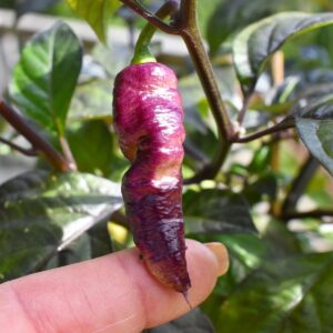 Piment Pink Tiger- Sachet de 15 graines