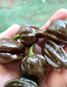 Piment Habanero chocolat - Sachet de 15 graines