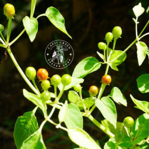Piment Cumari Red