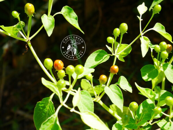 Piment Cumari Red