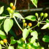 Piment Cumari Red – Image 2