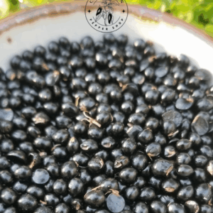 Graines de Poivrier de Sichuan (semences).