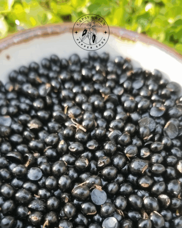 Graines de Poivrier de Sichuan (semences).