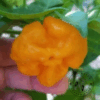 Piment Jamaîcan Scotch Bonnet - Graines isolées. – Image 3