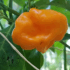 Piment Jamaîcan Scotch Bonnet - Graines isolées. – Image 2