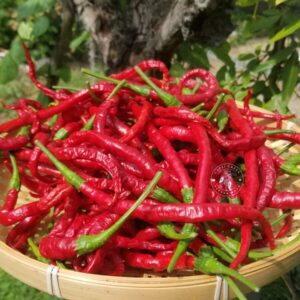 Piment Thunder Mountain Longhorn