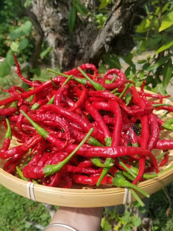 Piment Thunder Mountain Longhorn