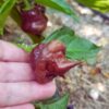 Piment Chocolate hand grenade - seeds pepper shop.