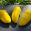Jalapeno Giant Lemon – Image 2