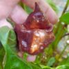 Vente de graines : piment Chocolate hand grenade.
