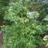 Piment Olho de Peixe – Image 2