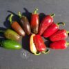 Vente de graines Piment Jalapeno classique. Culture 100% naturelle.