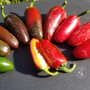 Jalapeno classique. Vente de graines.