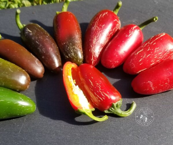 Jalapeno classique. Vente de graines.