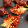 Graines de Piment Chocolate Hand Grenade
