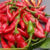 Piment Dundicut Pakistan / Lal Mirch – Image 3