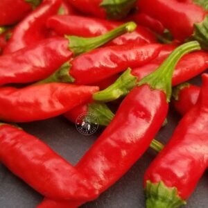 Piment Lal Mirch / Dundicut.