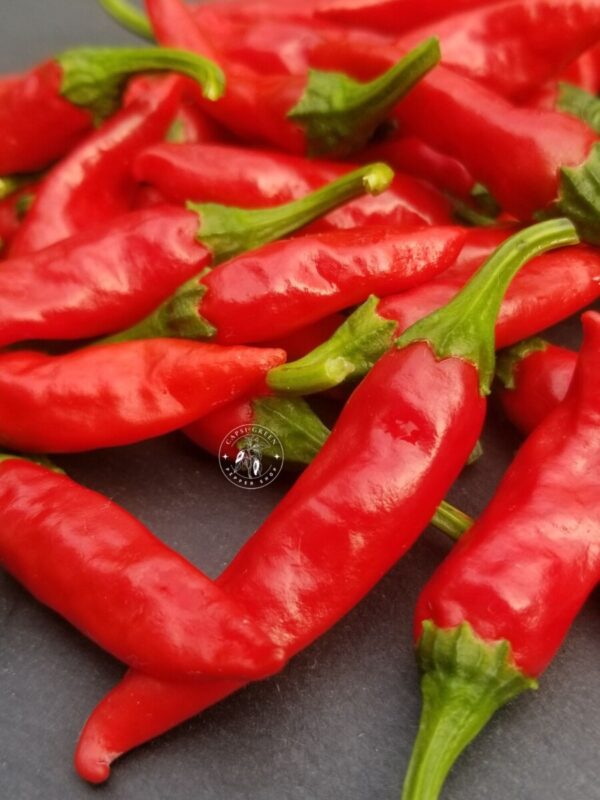 Piment Dundicut Pakistan / Lal Mirch