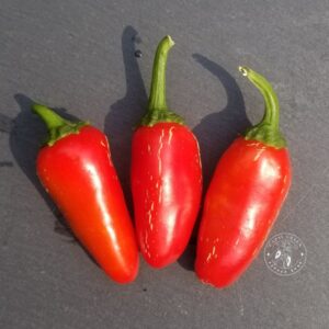 Graines de Jalapeno Early